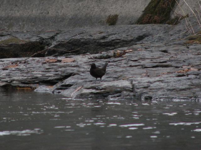 塞饹