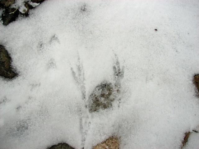 ۥ饹­