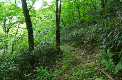 樹林の坂道