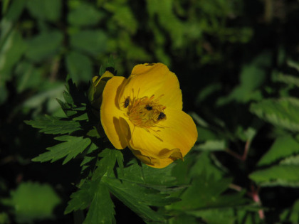 チシマノキンバイソウ。この辺りから花が咲き乱れ始め、お花畑の様相を示し始めました。