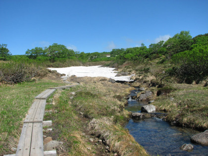 渓流と共に登ります。渓流沿いには沢山の花が咲いています。