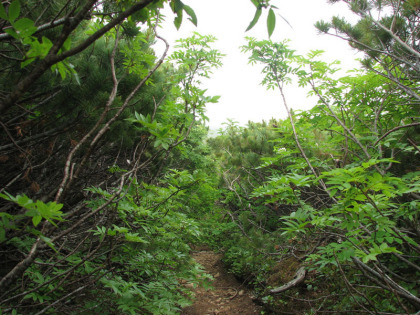 五色岳を後にして忠別岳へと向かいます。緩やかな下りとなり、周りは人の背丈よりもやや高い樹木で覆われています。