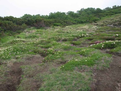 赤岳の第二花園、チングルマやエゾノツガザクラ、シャクナゲが咲いていました