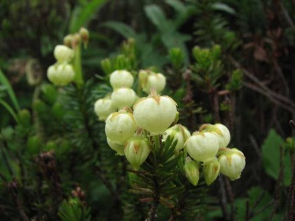 第一花園のアオノツガザクラ