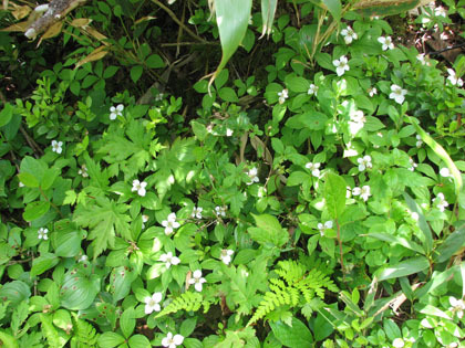 ウェンシリ岳は標高が低いので、ゴゼンタチバナの花はもう終わりかけていました