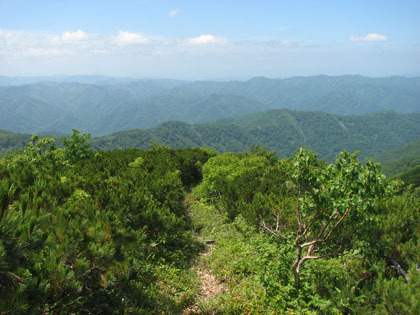 ポロナイ岳登山道との分岐、朽ち果てた標識があります