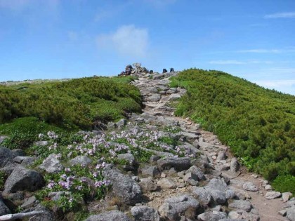 イワブクロの大群生が平山山頂の稜線の分岐にあります