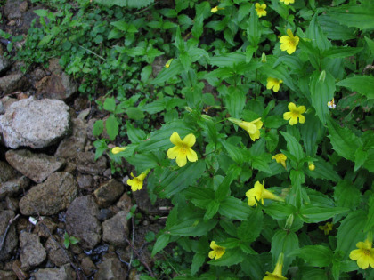 ミゾホオズキがオオバミゾホオズキに混じって数輪の花を咲かせていました、よく似た花ですが、比べてみると花は葉や丈の大きさがまるで違います