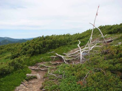 前ムカにある武利岳縦走路との分岐点、目印と言えば赤い布を巻き付けた棒切れが一本立っているだけです