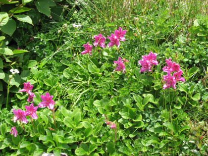 長くきつい縦走路を登り終えて、最初に出迎えてくれた花はエゾツツジでした