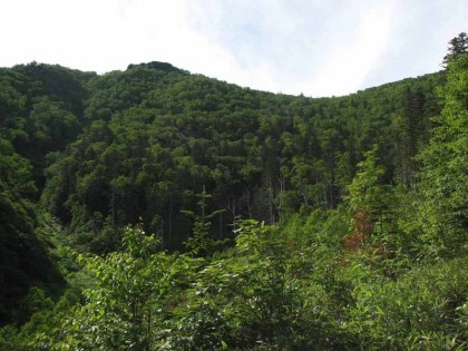 ライオン岩ルートの登山道を東尾根コースから見上げます