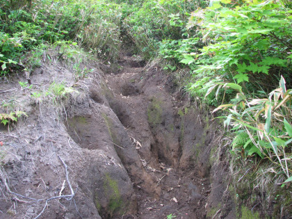 滝ノ上分岐からの登りは道のていを成していません