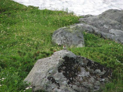 岩の上にちょこんと座っていたノゴマ