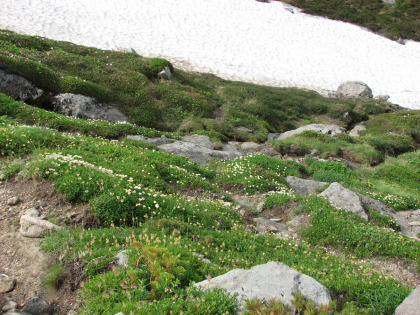 銀明水の雪渓の脇で満開の花を咲かせていたチングルマ