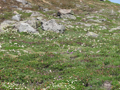 シャクナゲ、エゾコザクラソウ、チングルマ、３つの花が競い合って咲いています