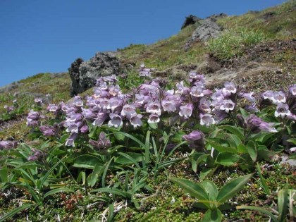 安足間岳の頂の満開のイワブクロ