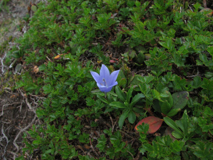 一輪だけ咲くイワギキョウ、咲き乱れた花園の中では１輪だけ咲いているイワギキョウがとても目立ちます