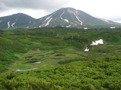 湿原越しに見る旭岳