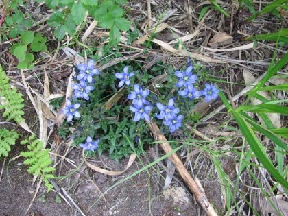 ミヤマリンドウ、沼ノ平の道にはこの花が多く見られました