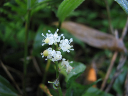 最初に出会った花がマイヅルソウでした