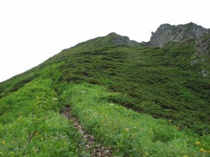 大槍への登坂路、やっと登山をしている気にさせる道になりました