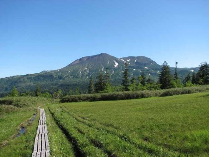 木道を振り返ると旭岳が見えます