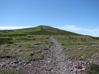 小化雲岳の登り道は瓦礫道となります、周りにはコマクサが花を咲かせていました