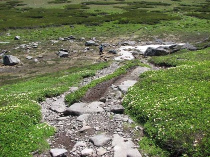 チングルマに囲まれた小径でトムラウシ山からの縦走者とすれ違いました