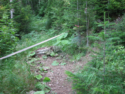 昔作られた作業用の林道の跡を登るのはここまでです、ここから本格的な登山道となります