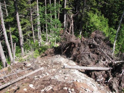 倒木、巨木が幾本か倒れているので、道が分かりづらくなっています