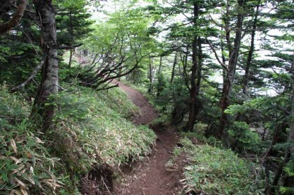 山頂を過ぎて志津小屋へ向かうとすぐに森林の中に入ります、２４００ｍでも森林限界にならないのでとても驚きました