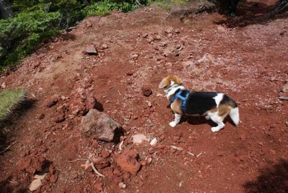 標高２０００ｍ付近で出会った犬、登山が大好きなんだそうです
