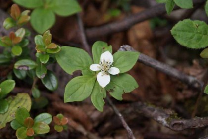 ゴゼンタチバナ、北海道では見慣れた花でしたが男体山で出会えるとは思いませんでした。旧知に再会したうれしさがあります