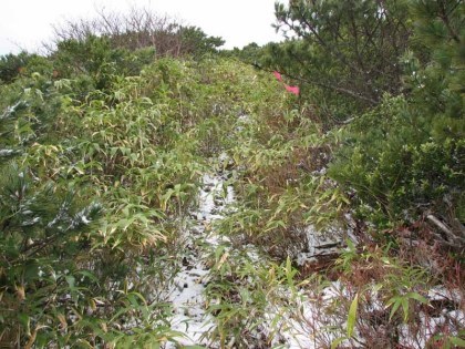 稜線に登ってから４０分ほどは笹藪をこいで歩きます。ほとんど道が見えない箇所も多くありました