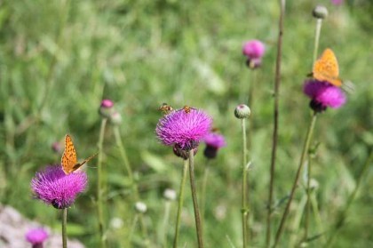 アザミの一種、小振りでとても綺麗な紫色をした花でした