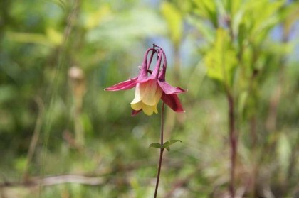 初めて見る種類の花です、珍しいので写真に収めました