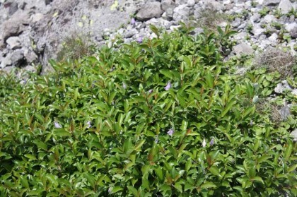 紫の小さな釣り鐘型の花を咲かせていました