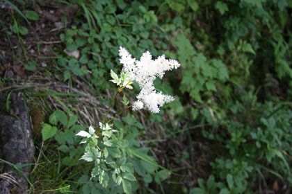 白い小さな花がまとまって咲いていて、大きな花の様に見えました