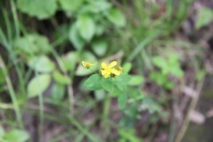 オトギリソウの仲間、小さな花をあちこちで見かけました