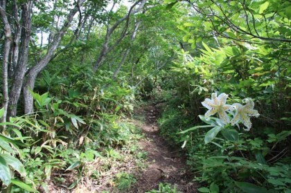 大きな百合の花が道の脇に沢山咲いていました