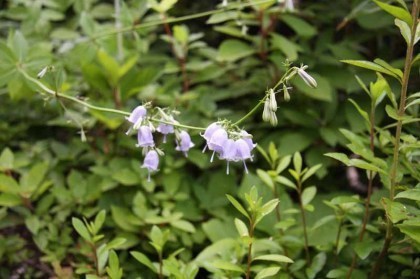 釣り鐘型の小さな花、満開でした