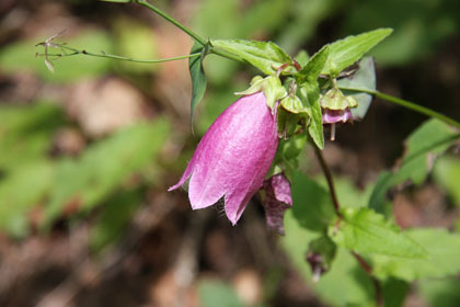 釣り鐘型の紫色の花、赤埴登山口側でよく見かけました