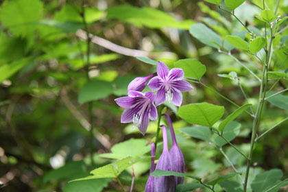 コハギボウシ、花は沢山見かけましたが、満開の時期は終えたようです