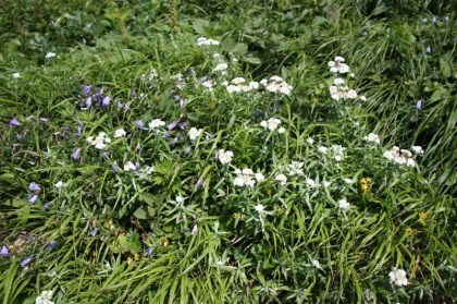 咲く直前のヤマハハコの紫の花の群生が山頂近くには多数見られました