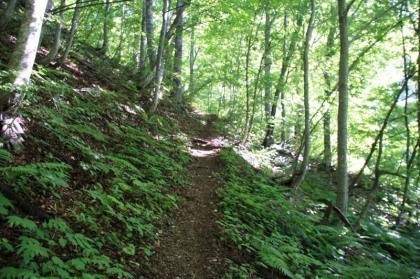 大津岐峠までの登山道は、勾配が緩やかで体力の消耗は少ないですが、深い森林の中を歩く単調な道です