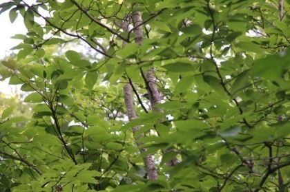 ゴジュウカラ。北海道では家の前の軒先でも見かけるくらいに馴染みのある野鳥でしたが、今年は始めてみました
