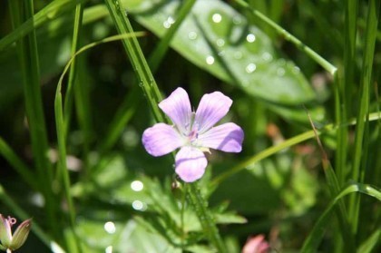 大津岐峠から駒ノ小屋までの小径は花が数多く咲いています