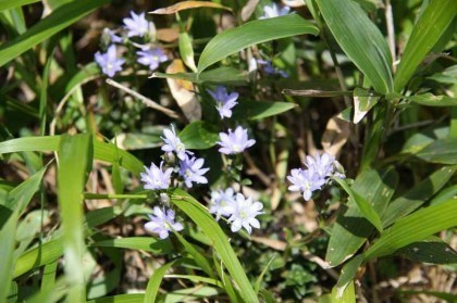 可憐なリンドウの花