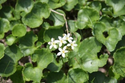 白く小さな可憐な花