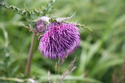 大きな花のアザミ、丁度満開かやや時期を終えた頃でした